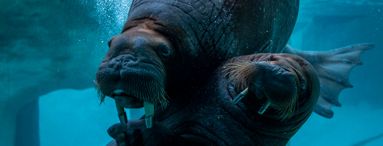 Two walruses swimming. 