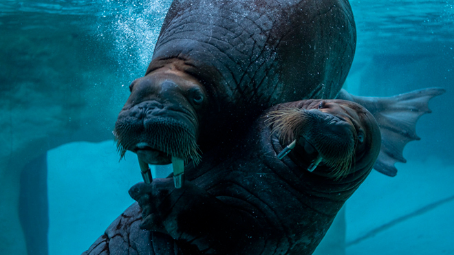 Two walruses swimming.