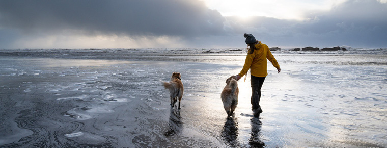 A person dressed in warm clothes walks along a beach with two dogs