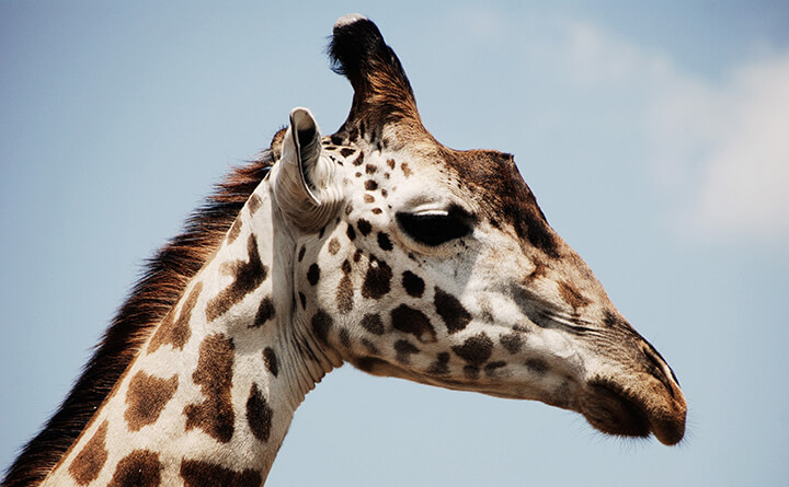 Giraffe