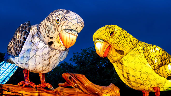 Two Parrot Lanterns